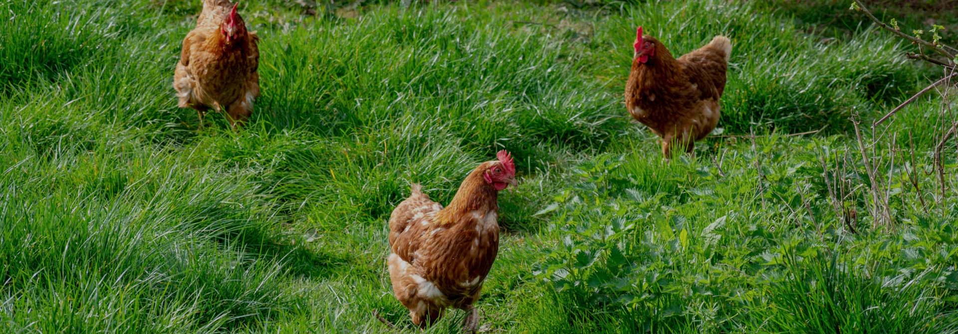 betsy-s-top-10-chicken-names-betsy